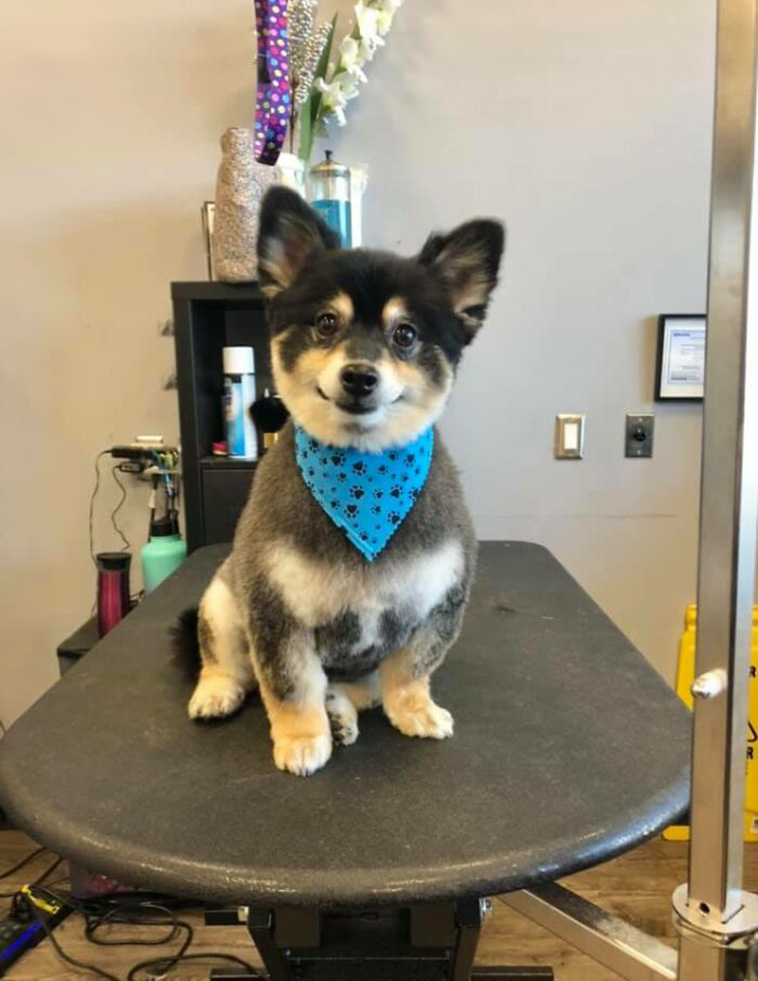 smiling dog