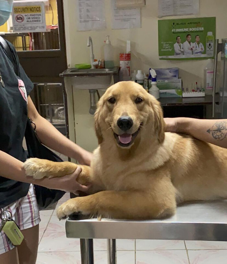 smiling dog