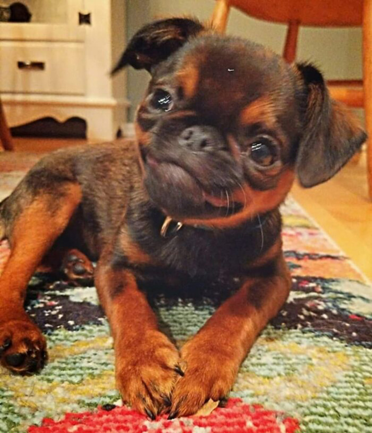 smiling dog