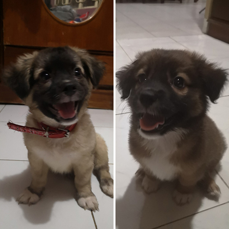 smiling dog