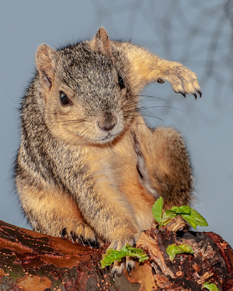 superhero squirrels