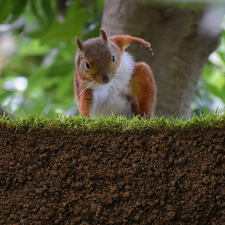superhero squirrels