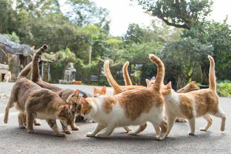 stray cats unique