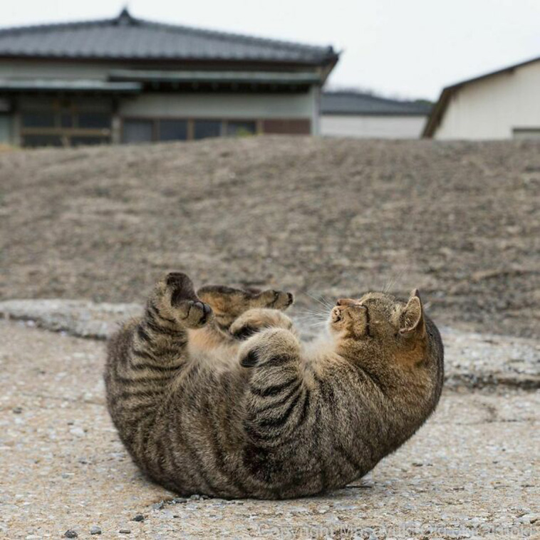 stray cats unique
