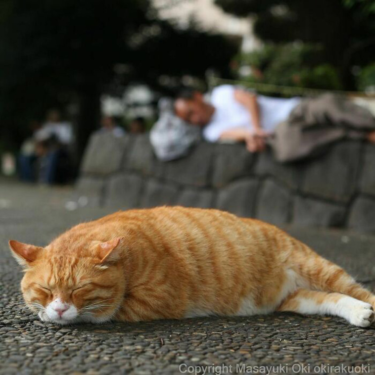 stray cats unique