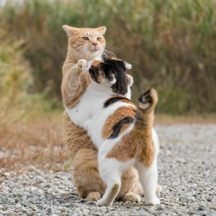 stray cats unique