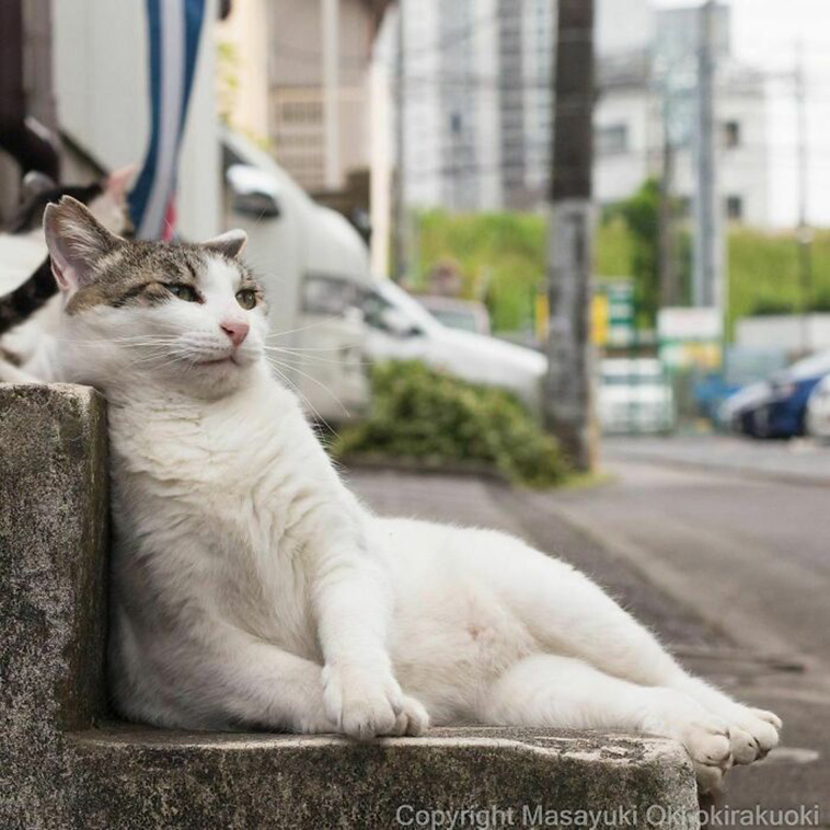 stray cats unique