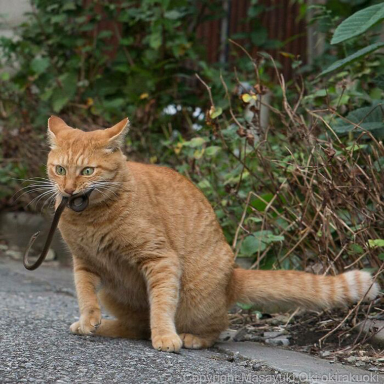 stray cats unique