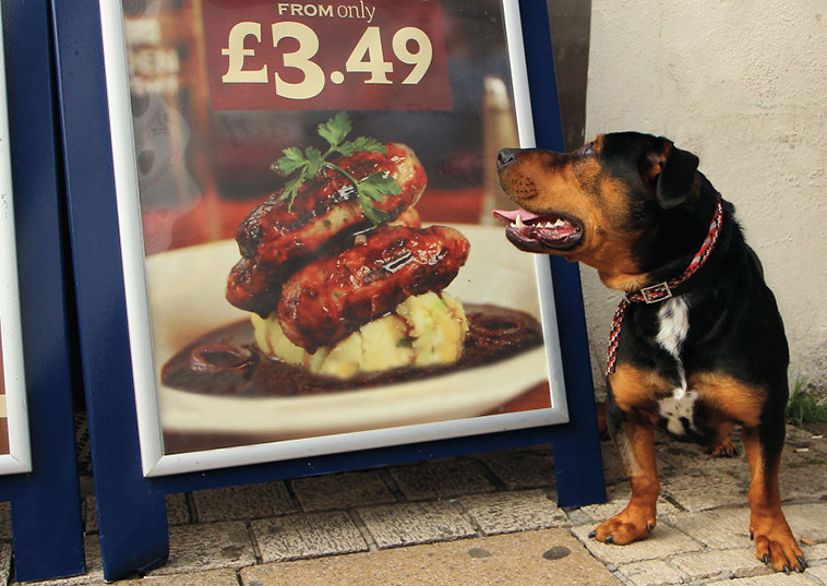 street photography dogs