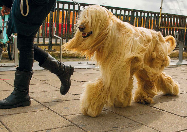 street photography dogs