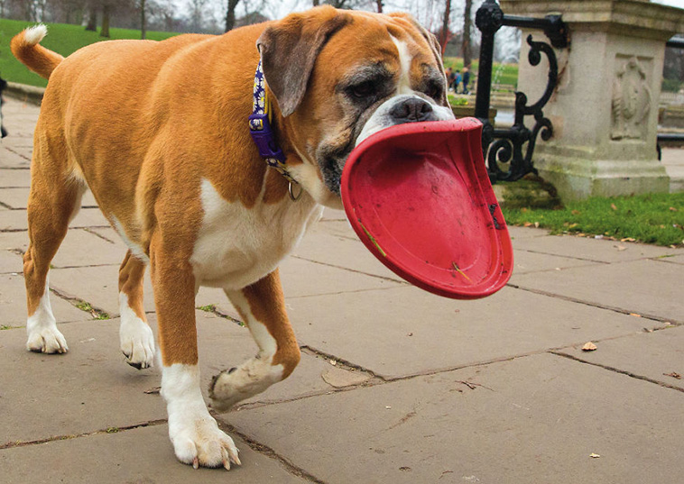 street photography dogs