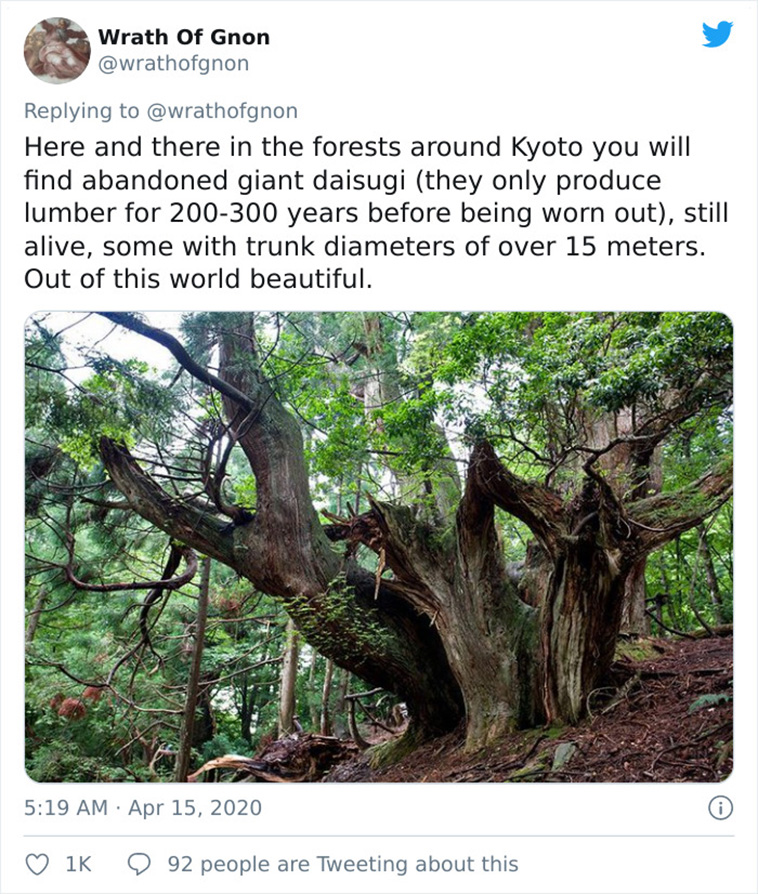 japanese forestry