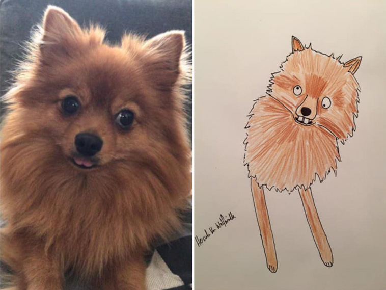 funny pet portraits