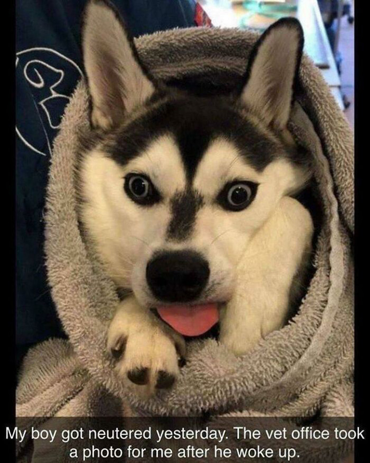 derpy dogs