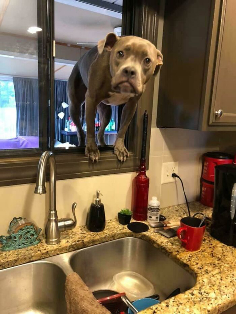 derpy dogs