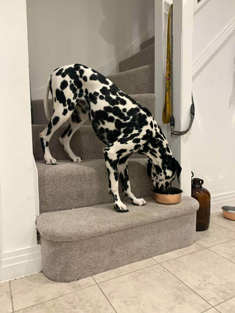 silly dogs
