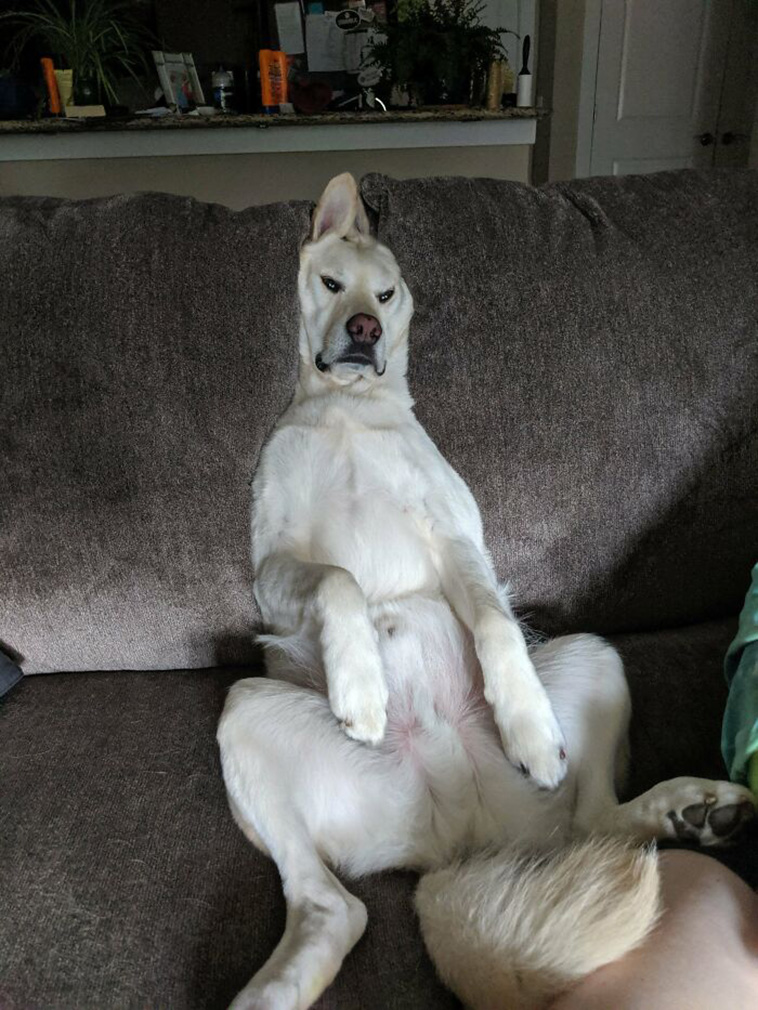 derpy dogs