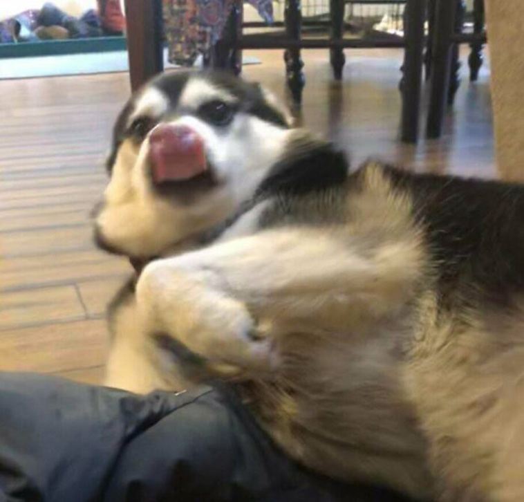 silly dogs