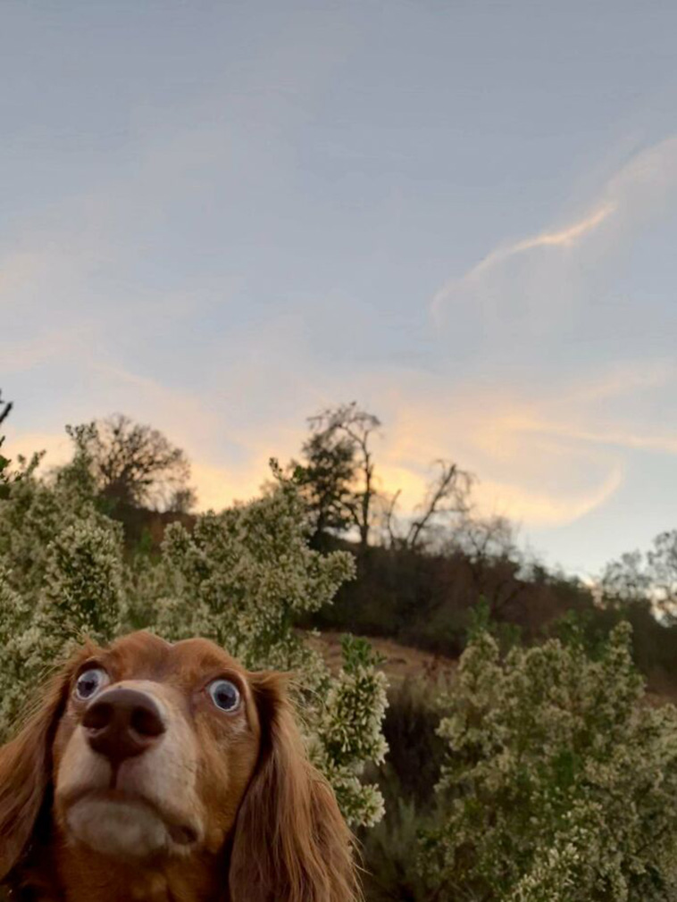 silly dogs