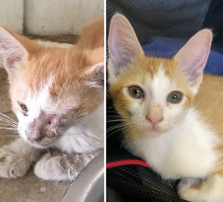 before after cats adoption