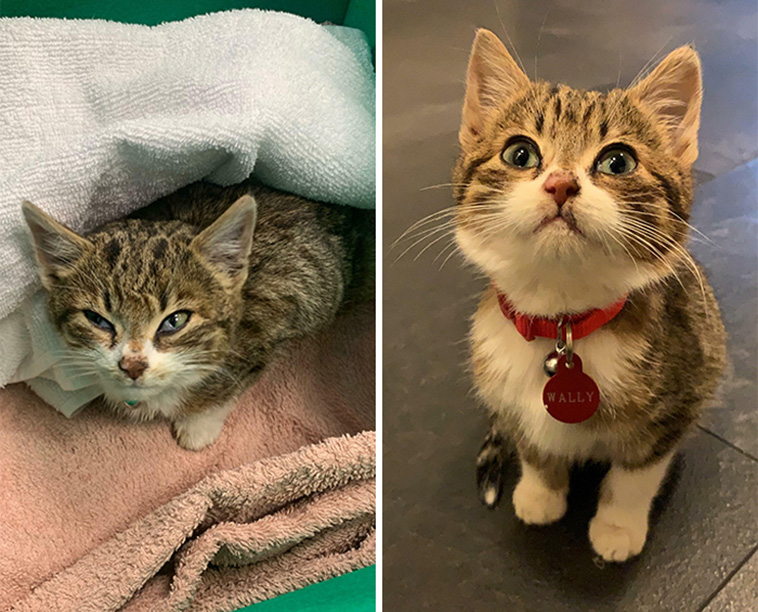 before after cats adoption