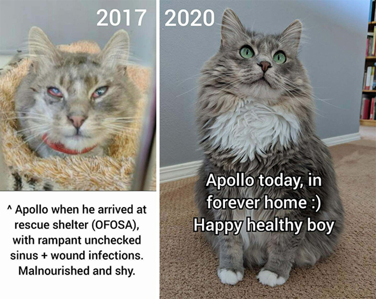 before after cats adoption