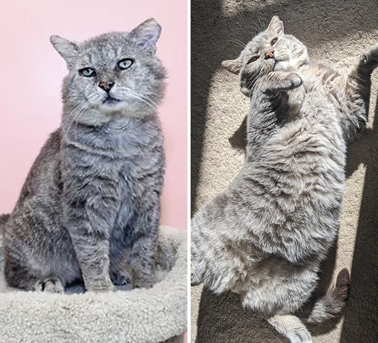 before after cats adoption