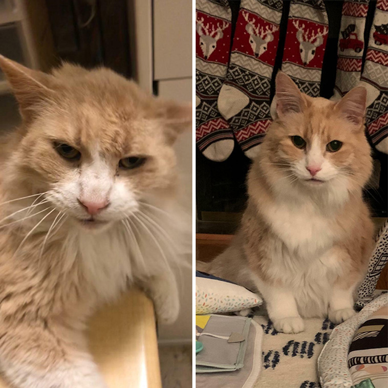 cats adoption