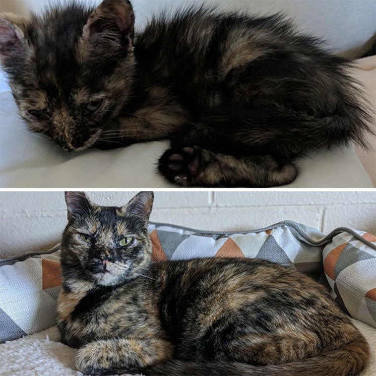 cats adoption