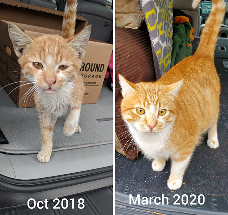 cats adoption