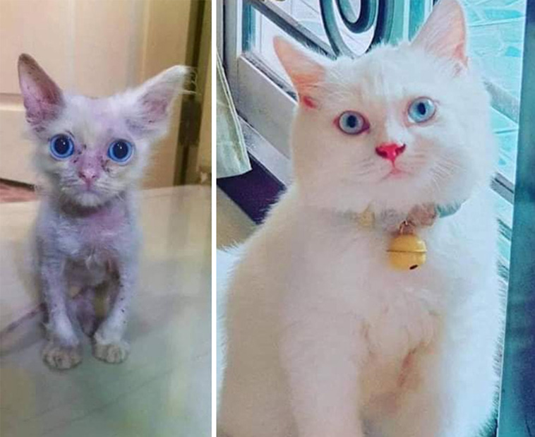before after cats adoption