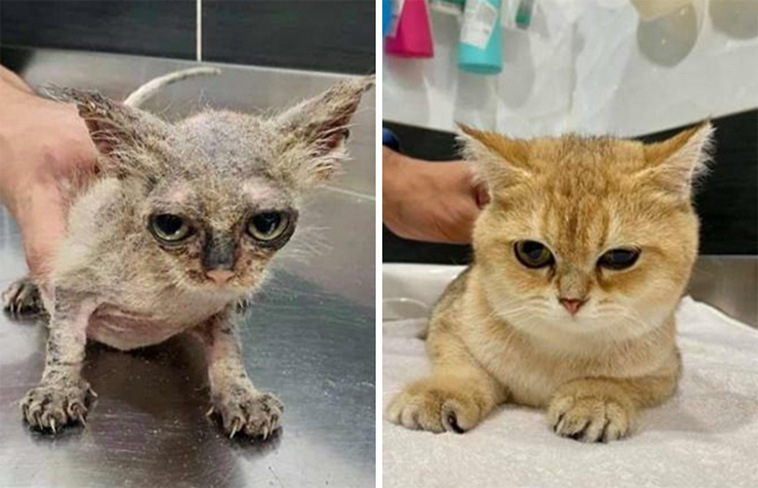 before after cats adoption
