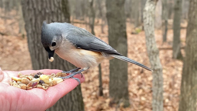 bird photography slow mo