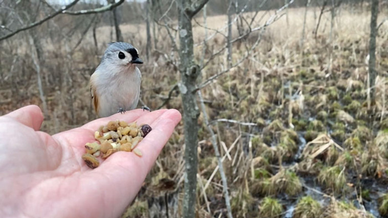 bird photography slow mo