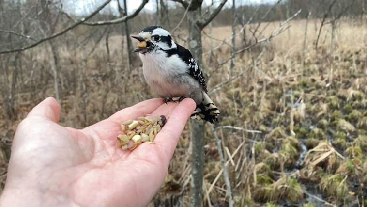 bird video slow mo