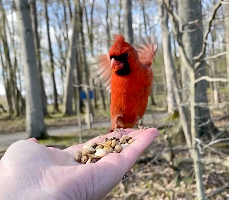 bird photography slow mo