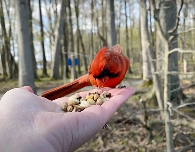 bird video slow mo