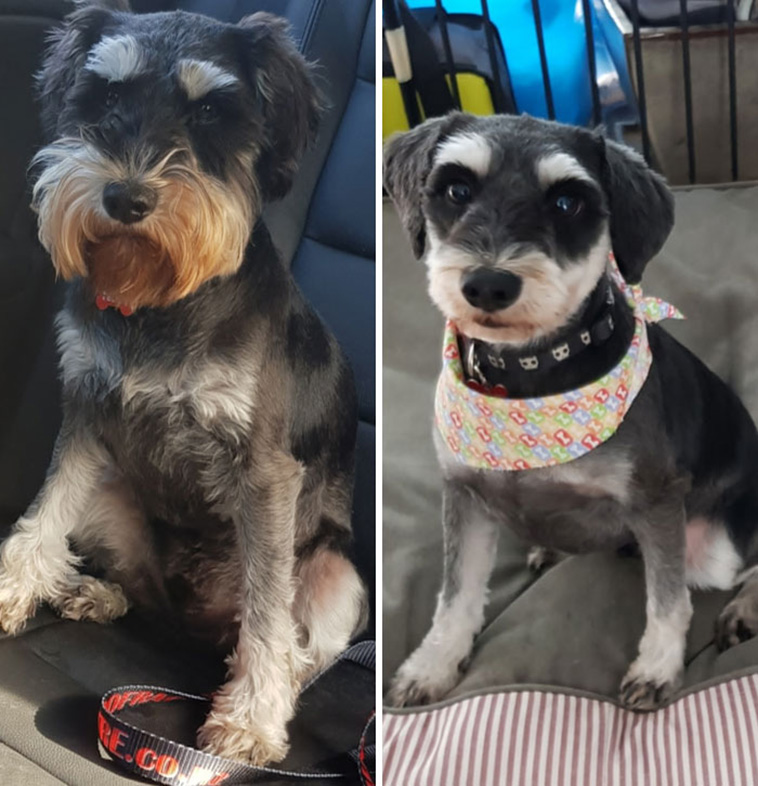 dog haircut