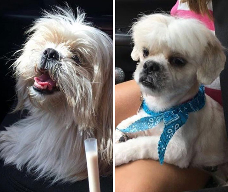 dog haircut
