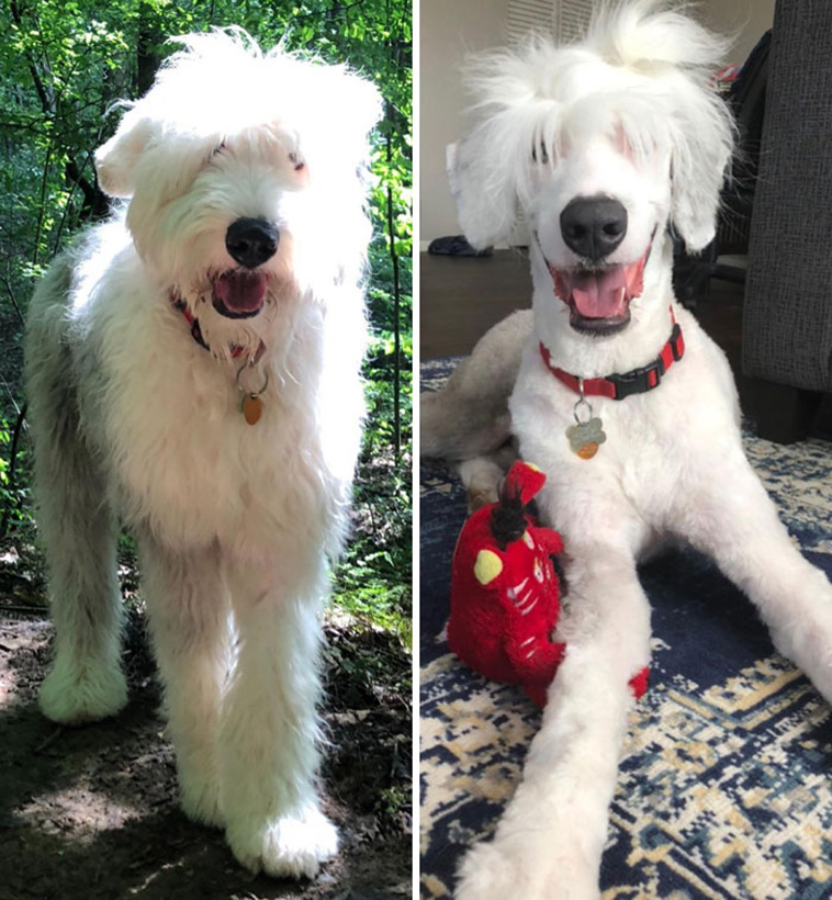 dog haircut