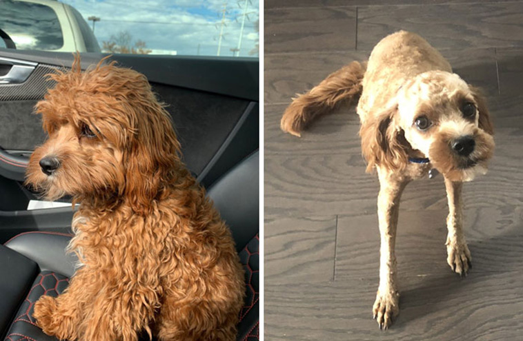 dog haircut