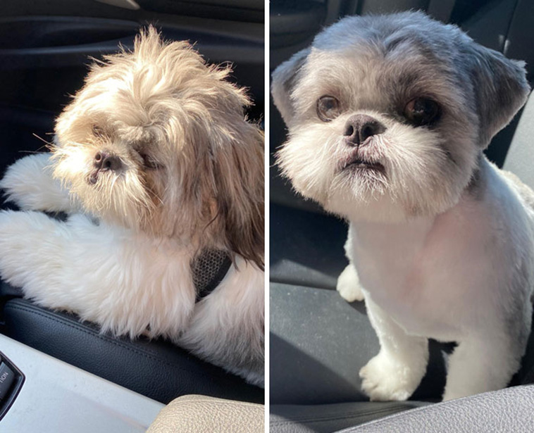 dog-haircut