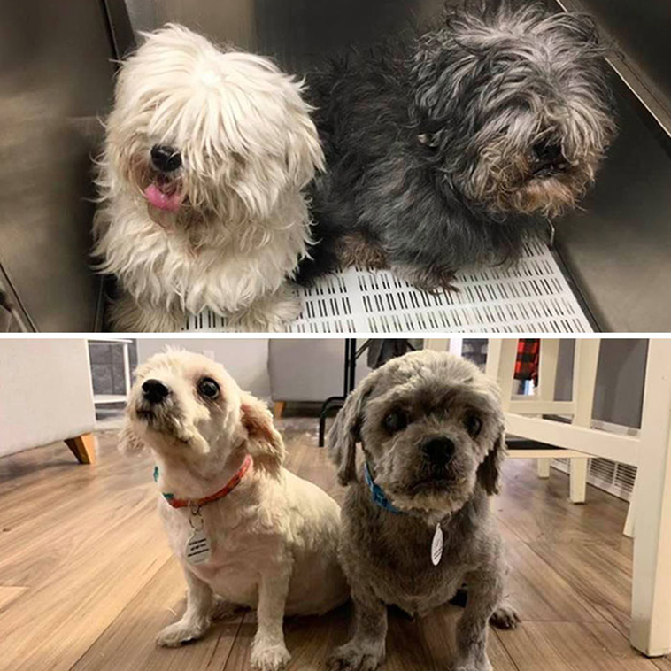 dog haircut