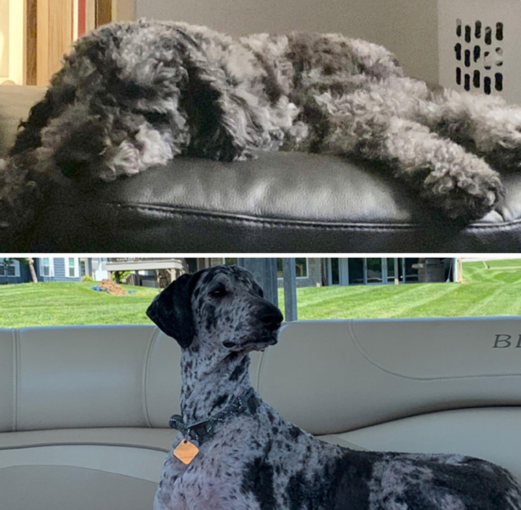 dog haircut