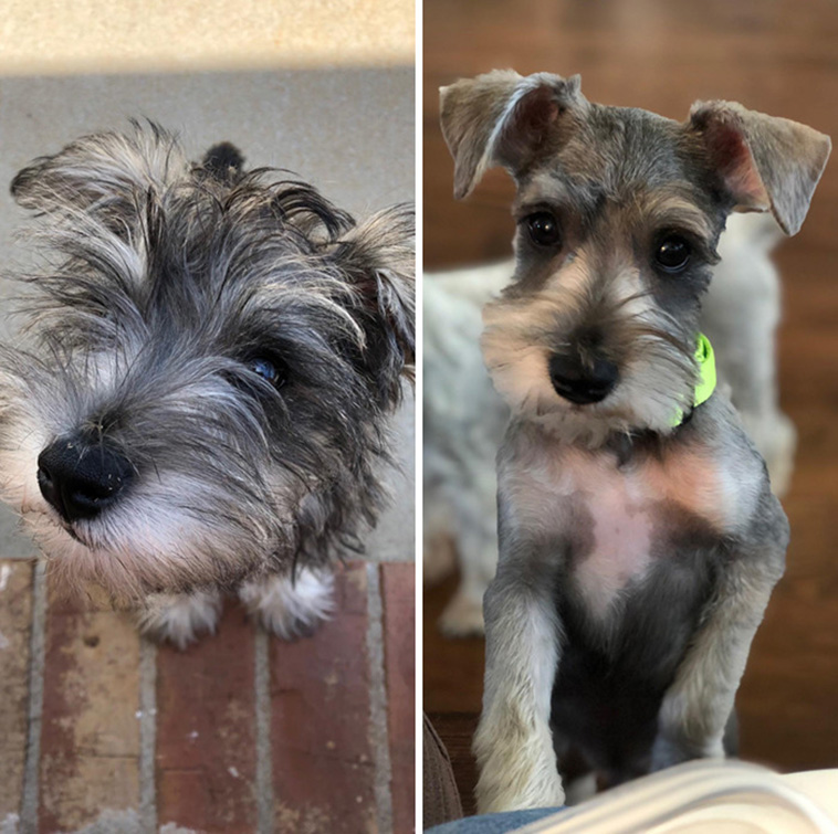 dog haircut