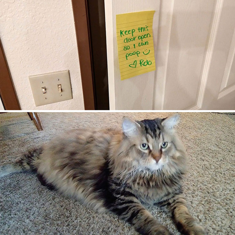 cat notes warnings