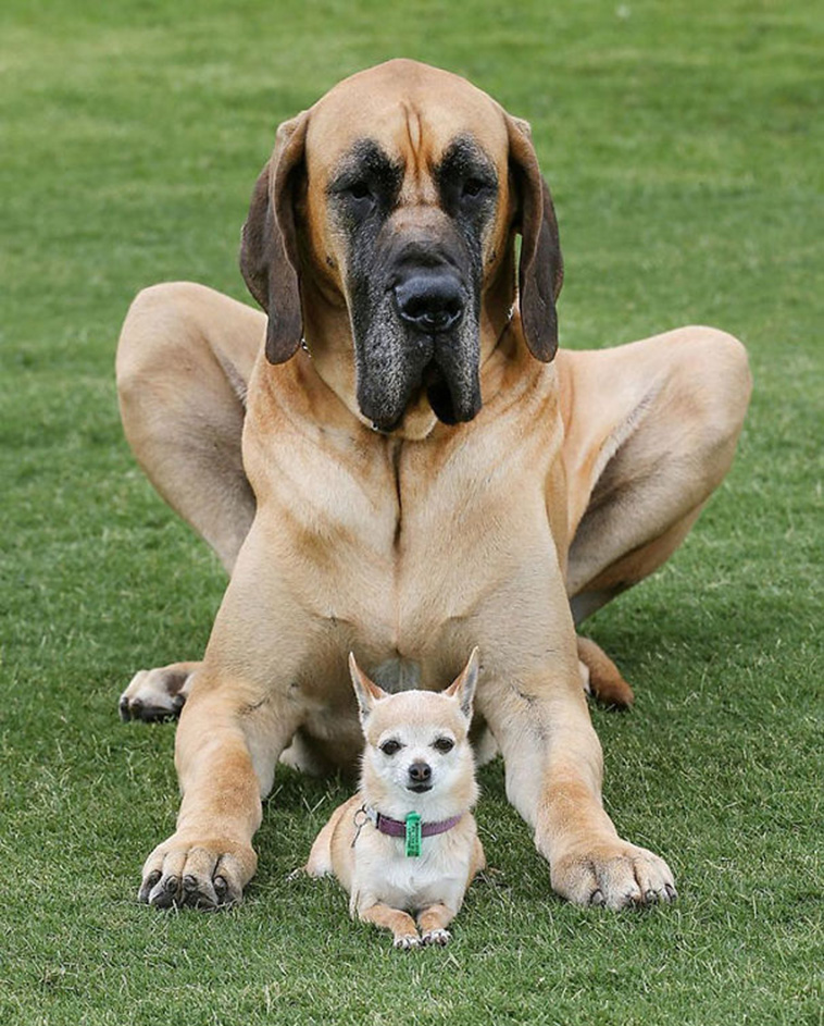 big dogs