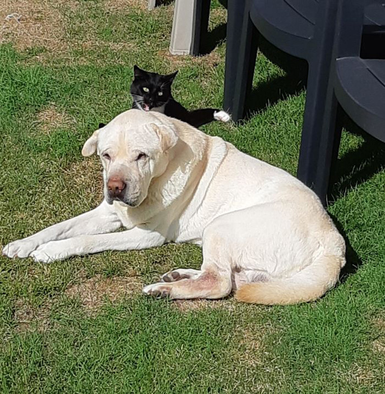 jerk cats
