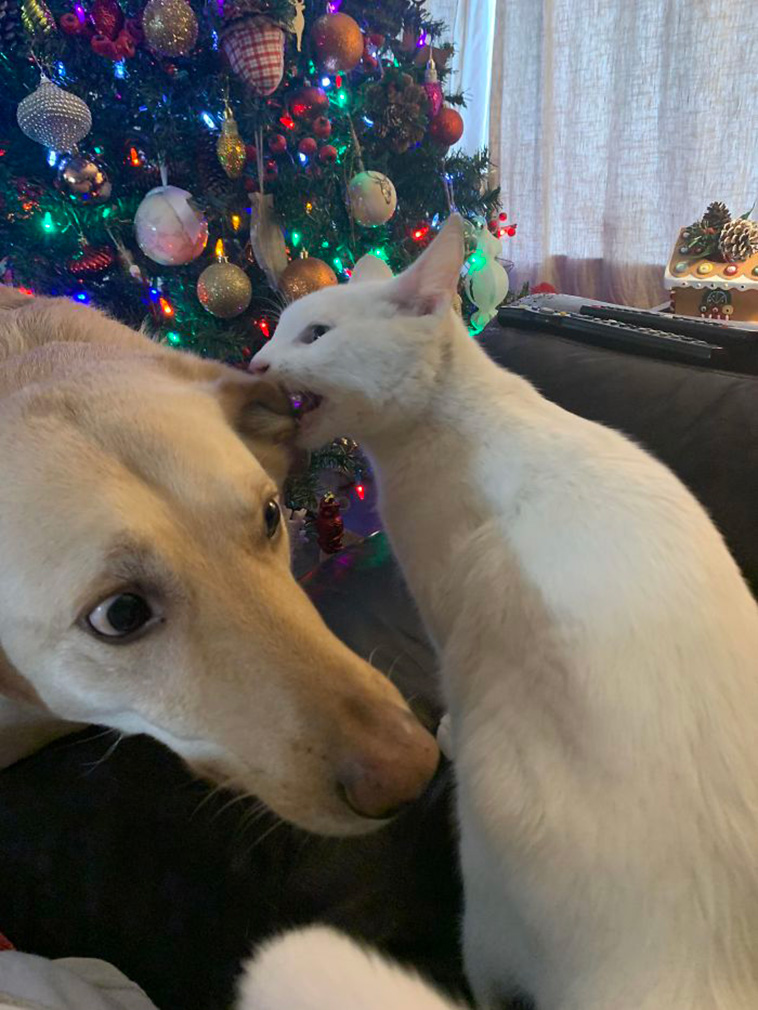cats vs dogs