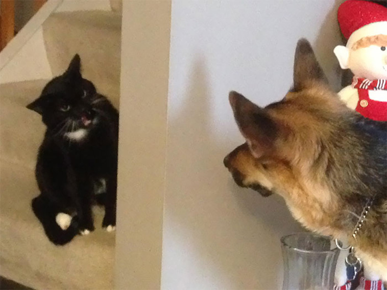 cats vs dogs